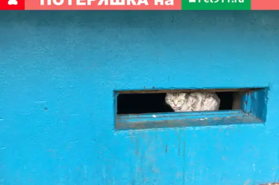 Пропала кошка на Красной площади, 7 в Чебоксарах