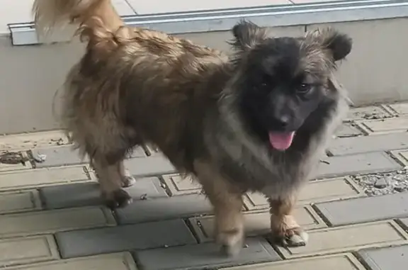Найдена потеряшка собака на ул. Атарбекова, 9