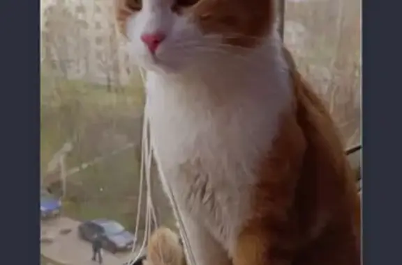 Найдена кошка в Южном Бутово, Чечерский проезд