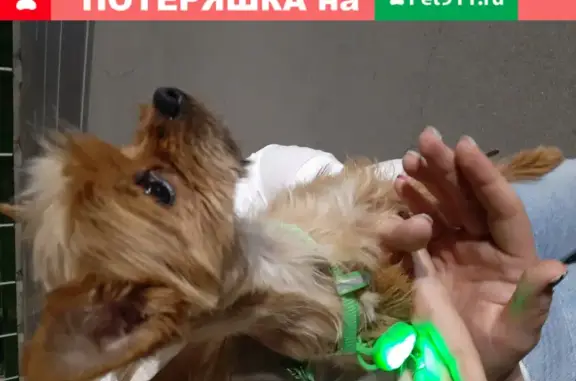 Найдена собака на проспекте Ленина, Волгоград.