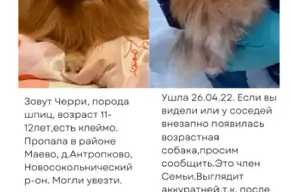 Пропала собака Черри в д. Антропково, Новосокольнический р-он