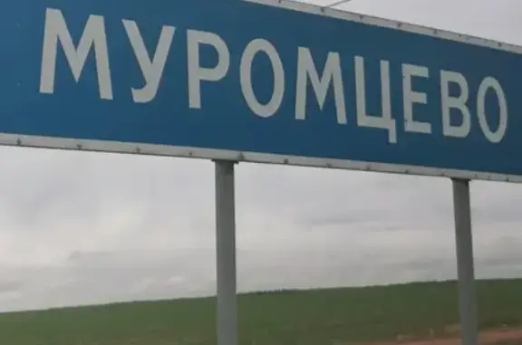 Найдена собака, Москва, фото: Найдена собака ричбэк в Воскресенском районе