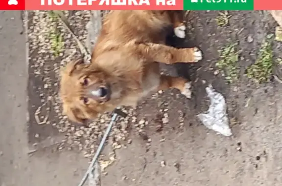 Собака найдена на Московской, 73, Пенза.