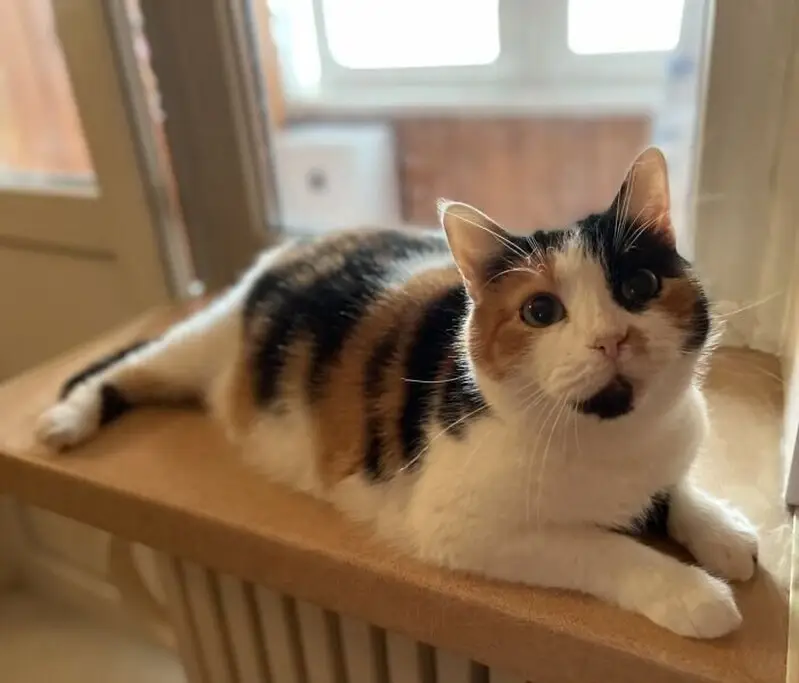 Сфинкс, ветеринарный центр