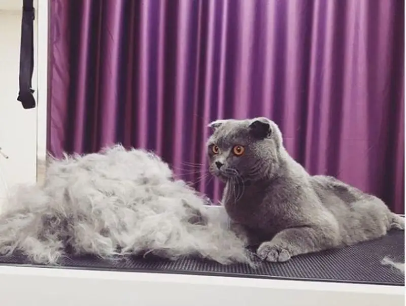 Груминг-салон ХвостУшки