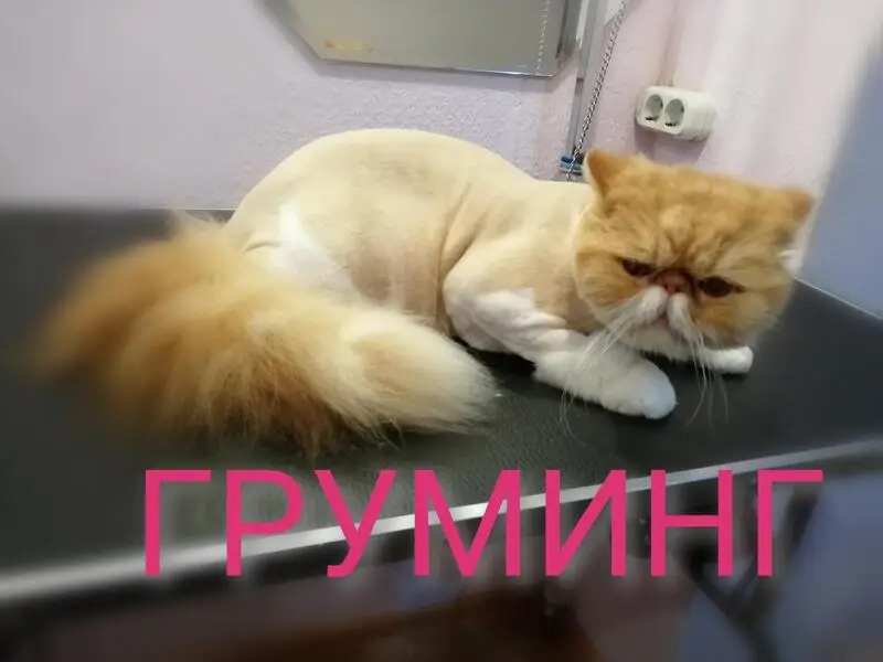 Ветеринарный кабинет Пушок в Адлерском внутригородском районе