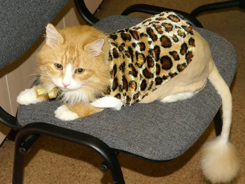 Векта, ветеринарный центр