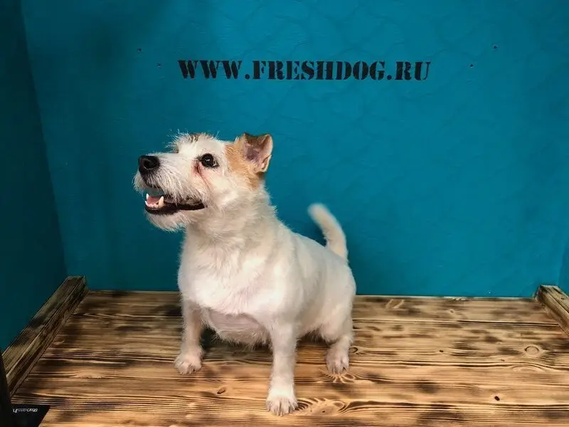 ЗооСалон FreshDog