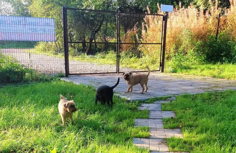 Зооотель Котопес в Колпино