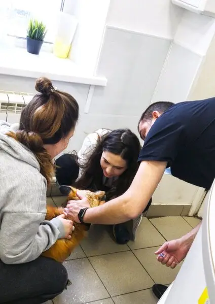 Vet.Eget, ветеринарная клиника