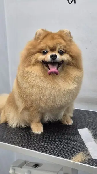 Груминг-салон Molly`s groom