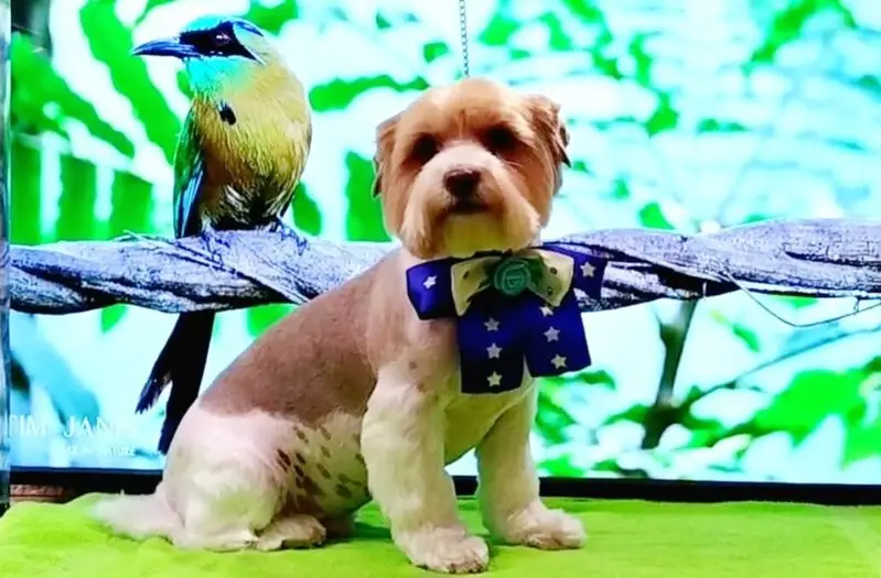 Чубчик, зоосалон