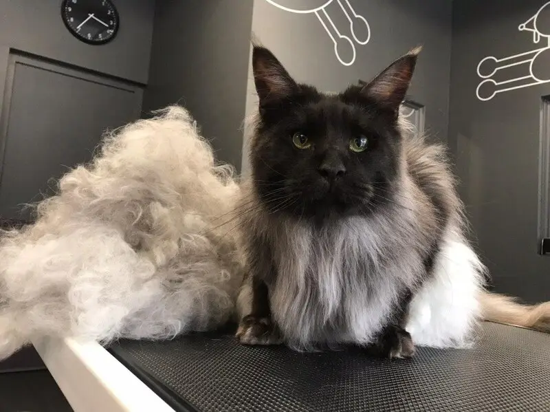 Зоосалон Barberdog на улице Габдуллы Кариева