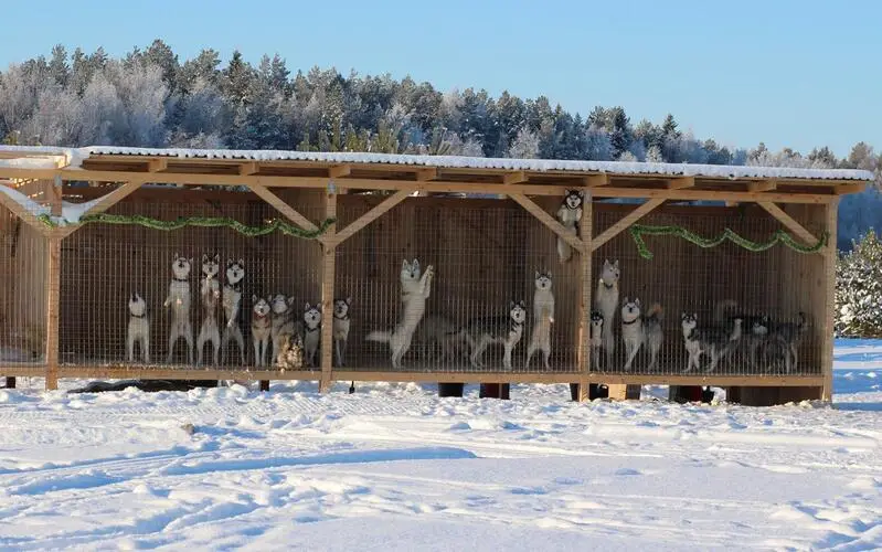 Хаски-центр Умка