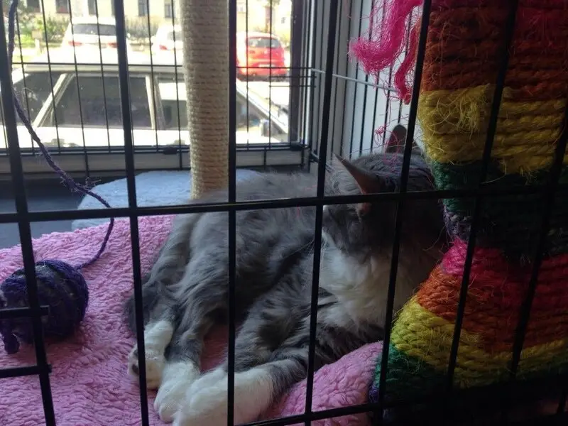 Синий крест, ветеринарная клиника