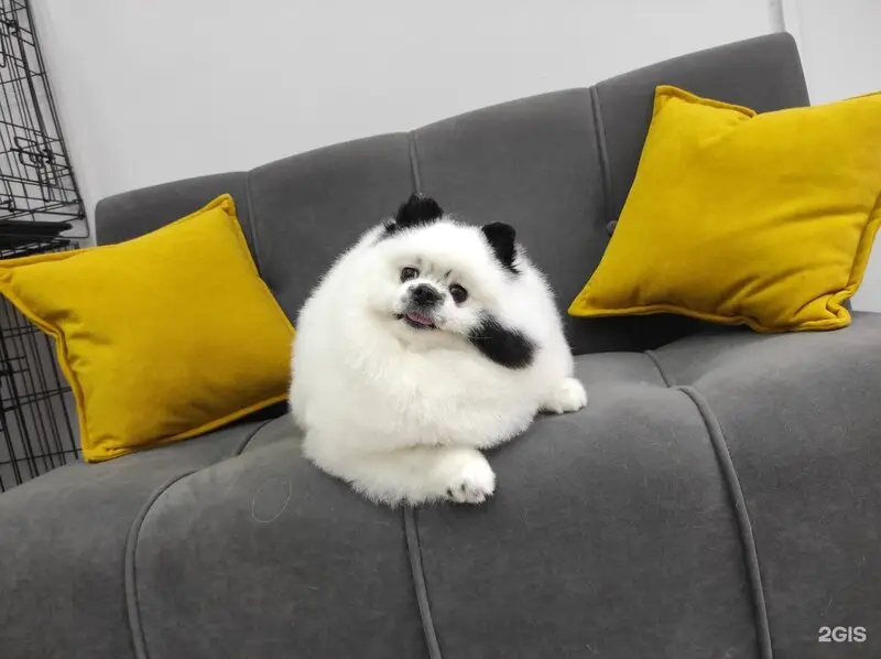 Студия груминга Orso