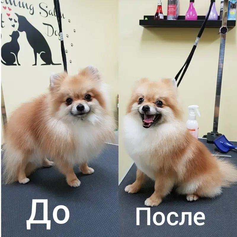 Зоосалон Милли