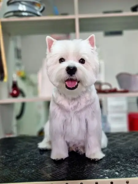 Студия груминга GroomMe