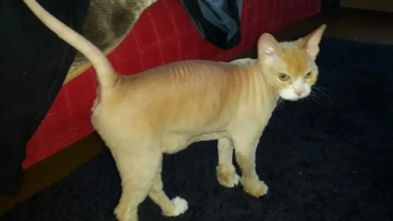 Питомец, ветеринарный центр