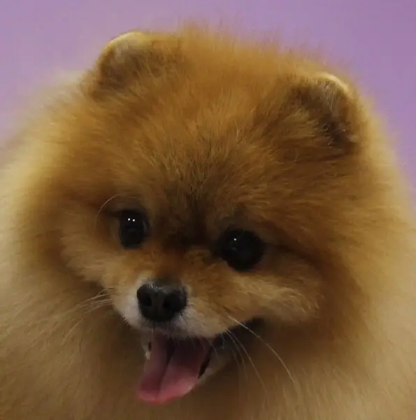 Груминг-салон Дай лапу!