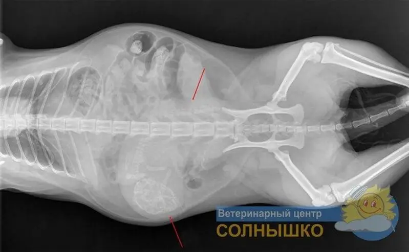 Ветеринарная клиника Солнышко на улице Восстания