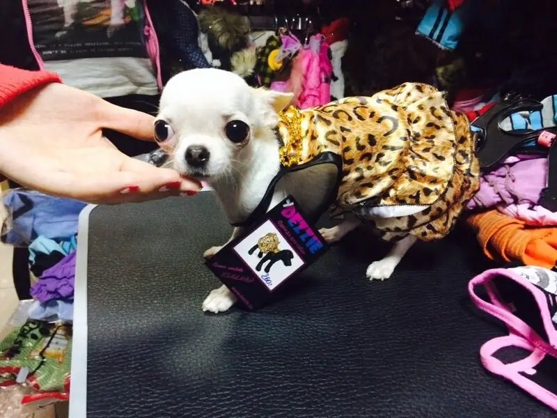 Зоомаркет Кошки-Мышки