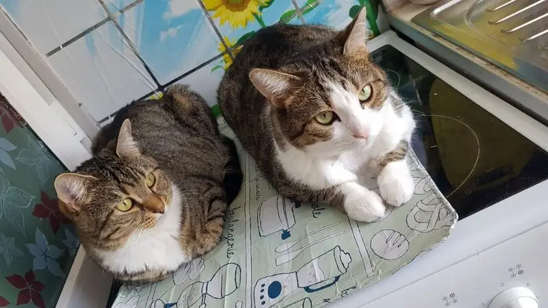 Зоогостиница Мадагаскар