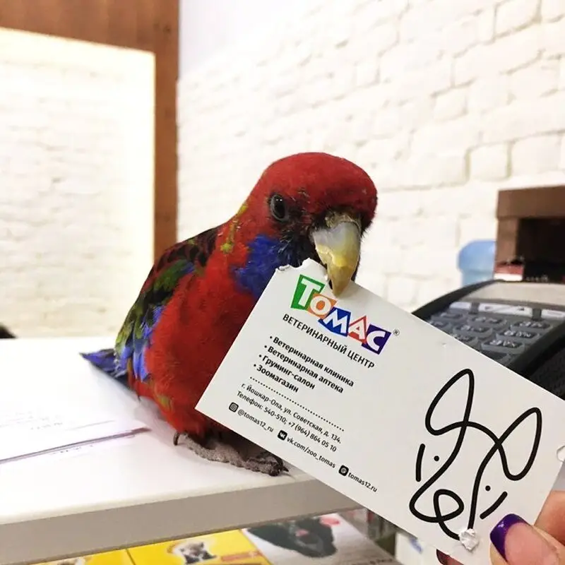 Томас, ветеринарный центр