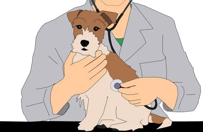 Симба, ветеринарная клиника