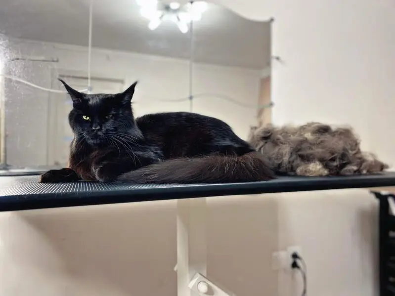 Студия груминга Нам покороче