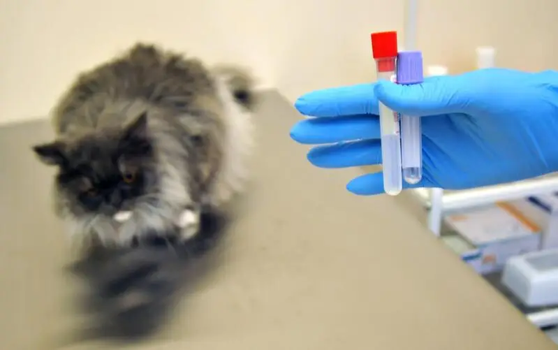 ЛетсВет, ветеринарная клиника