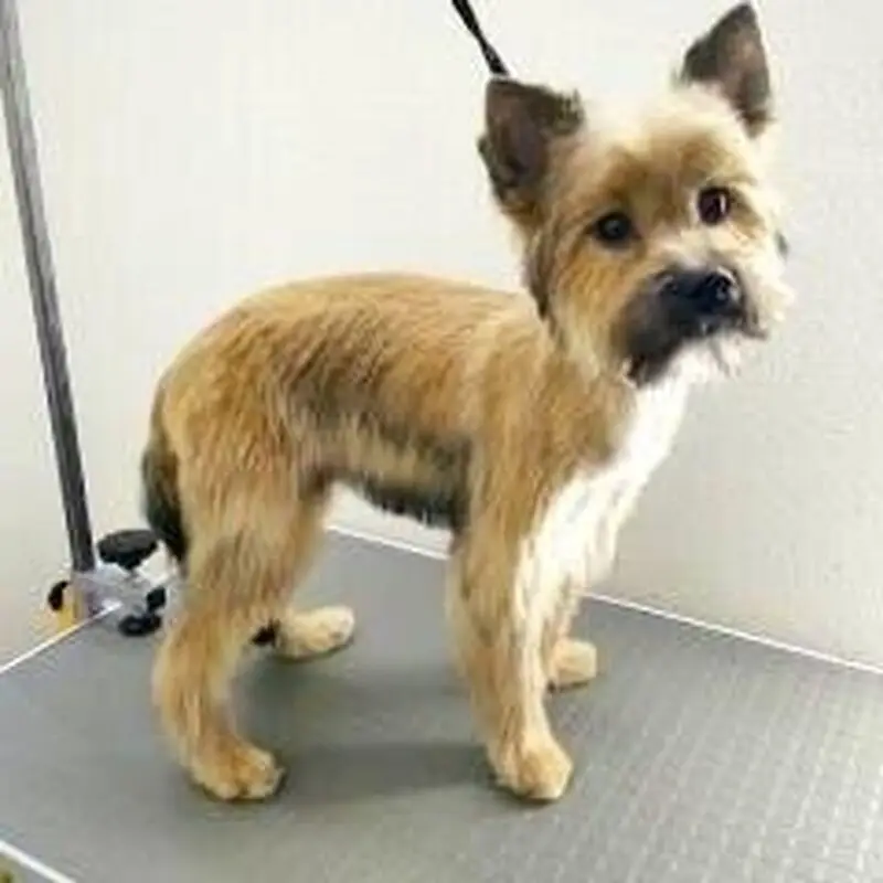 Салон стрижки собак Image Dog в Кировском районе