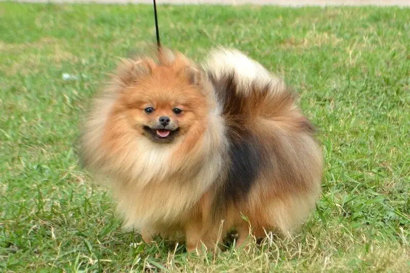 Питомник Алирикон