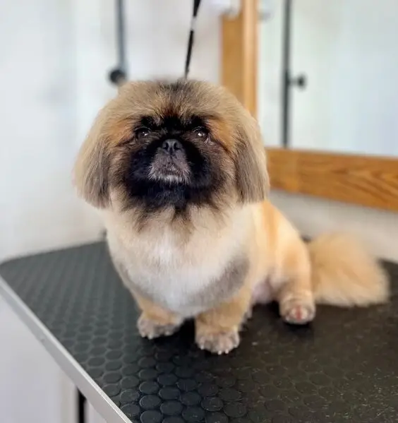 Груминг-салон Багира