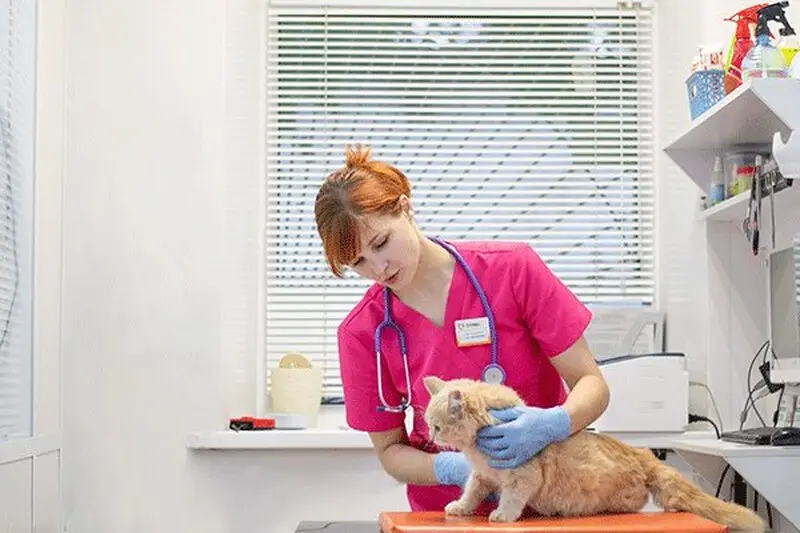 Артемида Плюс, ветеринарная клиника