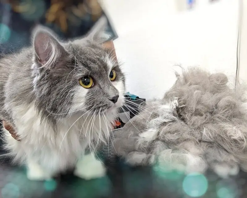 Зоосалон Чесальня