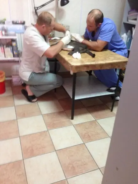 ВетМастер, ветеринарная клиника