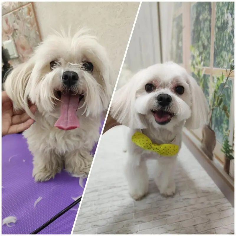 Зоосалон La Грум