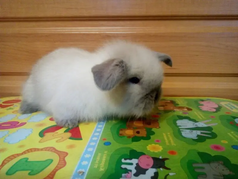 Питомник Добрый кролик