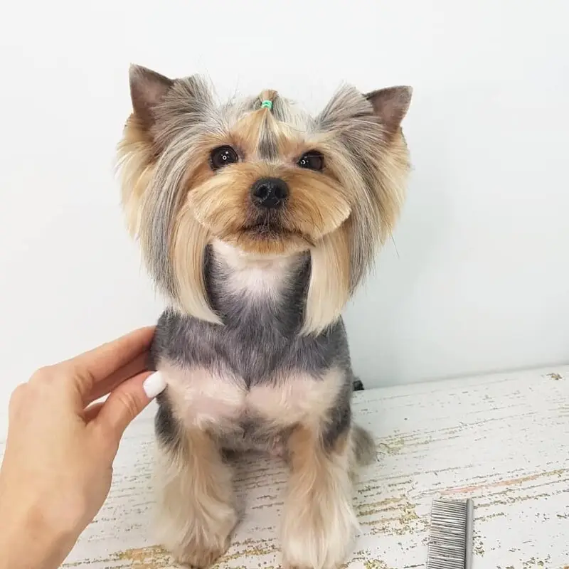 Зоостудия Гав ля Мур