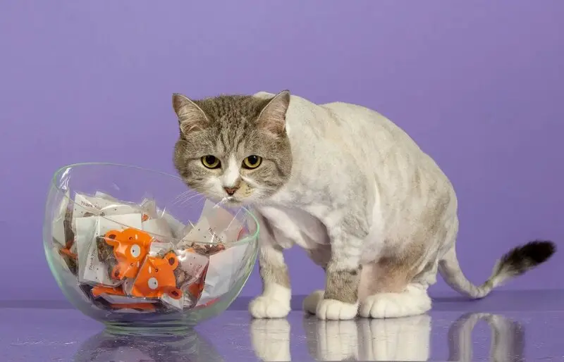 Студия груминга Кот Моне