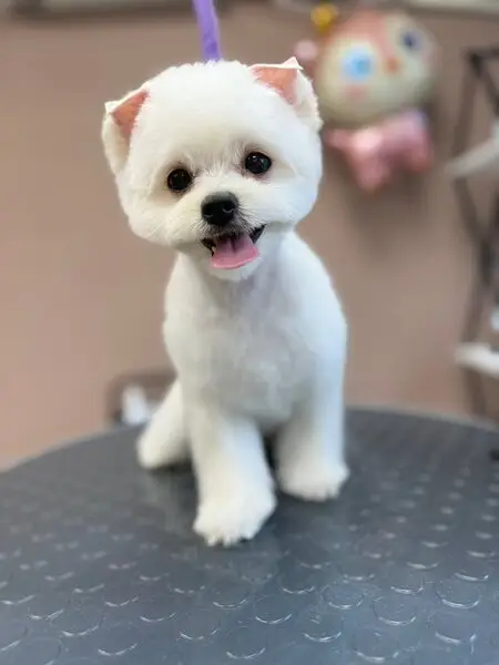 Студия груминга Dog & Cat