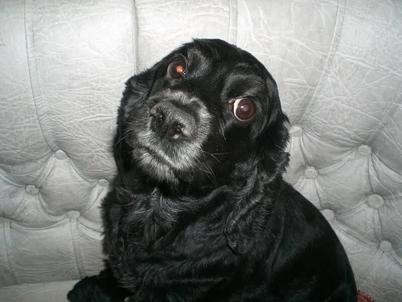 Мими, ветеринарная клиника