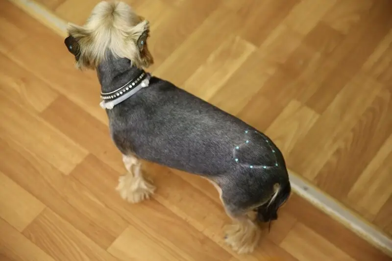 Зоосалон Монморанси