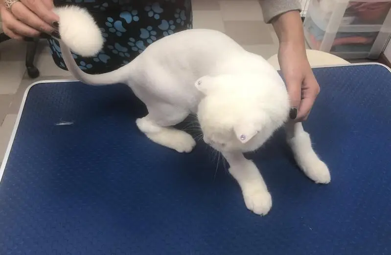 Зоосалон Animal Beauty Centre
