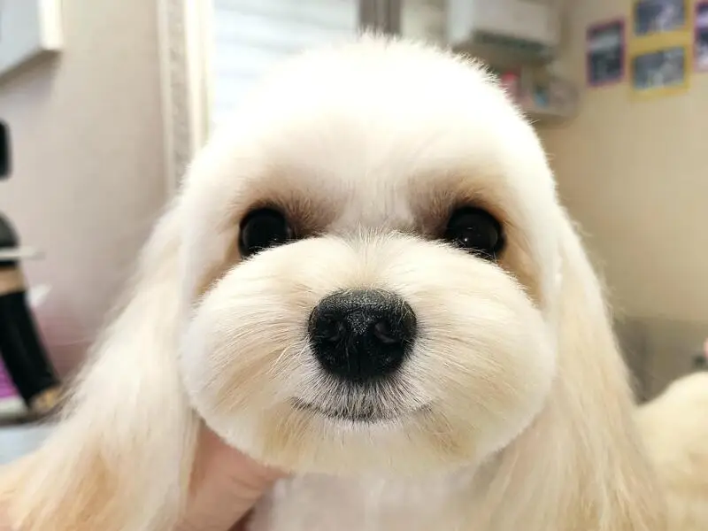 Салон для животных Wow Dog
