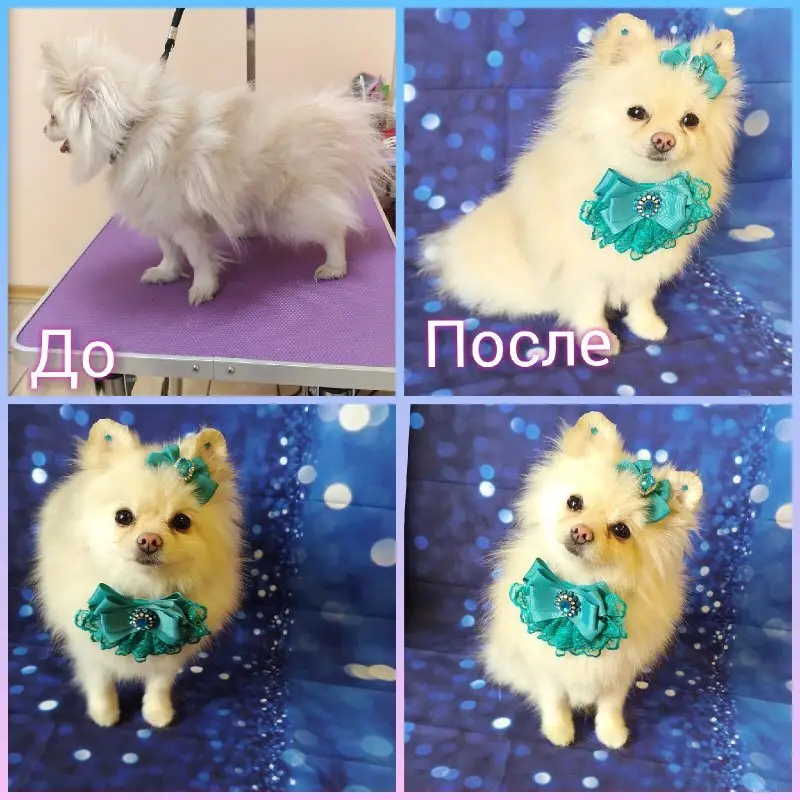 Салон груминга Стиляги