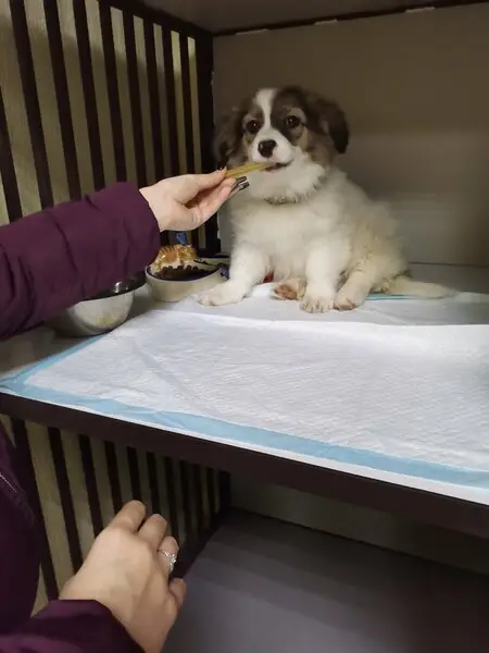 Зооцентр Артвет