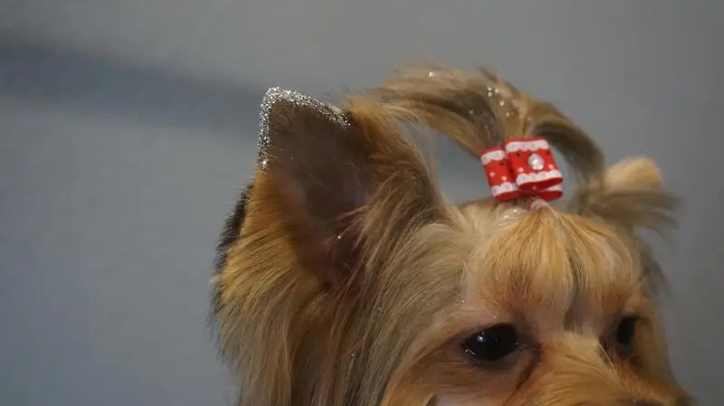 Груминг-студия Стайлиш Пет