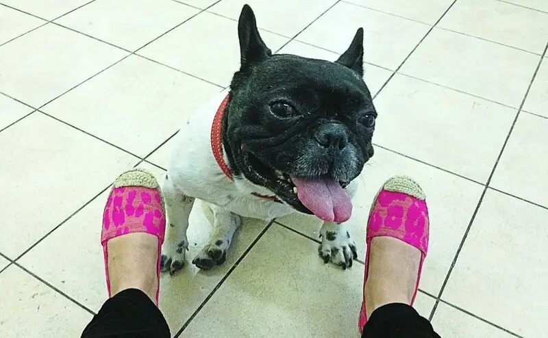 Ситивет, ветеринарный центр